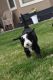 Bernedoodle Puppies for sale in Montrose, CO 81403, USA. price: NA