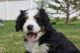 Bernedoodle Puppies for sale in Montrose, CO 81403, USA. price: NA