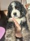 Bernedoodle Puppies for sale in Royse City, TX, USA. price: $2,500