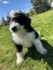 Bernedoodle Puppies for sale in Noblesville, IN, USA. price: NA