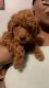 Bernedoodle Puppies for sale in Willow Grove, PA, USA. price: $900