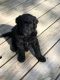 Bernedoodle Puppies for sale in Elk River, MN 55330, USA. price: NA