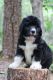 Bernedoodle Puppies for sale in Lake Lure, NC, USA. price: $1,500