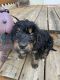 Bernedoodle Puppies for sale in Dubuque, IA, USA. price: $600