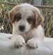 Bernedoodle Puppies for sale in Greenwood, SC, USA. price: $550