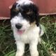 Bernedoodle Puppies for sale in Greenwood, SC, USA. price: $1,000