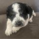 Bernedoodle Puppies for sale in Iowa City, IA, USA. price: $2,300