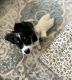 Bernedoodle Puppies for sale in Windsor, CA 95492, USA. price: NA