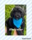 Bernedoodle Puppies for sale in Lamar, SC 29069, USA. price: $1,500