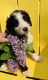 Bernedoodle Puppies for sale in Spearfish, SD, USA. price: $875