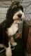 Bernedoodle Puppies for sale in Fleetwood, PA 19522, USA. price: NA