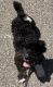Bernedoodle Puppies for sale in Hudson Valley, NY, USA. price: $850