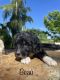 Bernedoodle Puppies for sale in Pleasantville, PA 15521, USA. price: NA