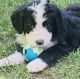 Bernedoodle Puppies for sale in Spearfish, SD, USA. price: NA