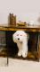 Bernedoodle Puppies for sale in Atlanta, GA, USA. price: $1,000