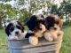 Bernedoodle Puppies for sale in Warrensburg, MO 64093, USA. price: $1,400