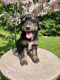 Bernedoodle Puppies for sale in Stillwater, MN 55082, USA. price: NA