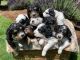 Bernedoodle Puppies for sale in Beavercreek, OR, USA. price: NA