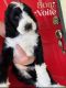 Bernedoodle Puppies for sale in Ocala, FL, USA. price: $2,000