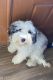 Bernedoodle Puppies for sale in Avon, MA, USA. price: NA