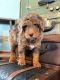 Bernedoodle Puppies for sale in Glasco, KS 67445, USA. price: NA