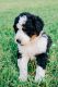 Bernedoodle Puppies for sale in Springfield, MO, USA. price: $900