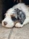Bernedoodle Puppies for sale in Naperville, IL, USA. price: NA