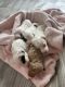 Bernedoodle Puppies for sale in Prior Lake, MN, USA. price: NA