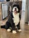 Bernedoodle Puppies for sale in Eagle Mountain, UT, USA. price: $2,500