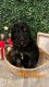 Bernedoodle Puppies for sale in Las Vegas, NV 89123, USA. price: $1,200