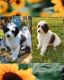 Bernedoodle Puppies for sale in Salem, MO 65560, USA. price: $1,000