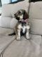 Bernedoodle Puppies for sale in Peoria, AZ 85382, USA. price: $1,700
