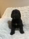 Bernedoodle Puppies for sale in Hayward, CA, USA. price: NA