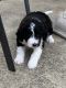 Bernedoodle Puppies for sale in Bay Village City School District, Bay Village, OH 44140, USA. price: $1,000
