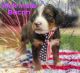 Bernedoodle Puppies for sale in Bennett, CO 80102, USA. price: $3,000