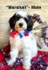 Bernedoodle Puppies for sale in Osseo, MI 49266, USA. price: NA
