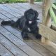 Bernedoodle Puppies for sale in Franklin, KY 42134, USA. price: $600