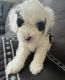 Bernedoodle Puppies for sale in Prior Lake, MN, USA. price: NA