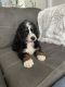 Bernedoodle Puppies for sale in South Jordan, UT 84009, USA. price: $1,000