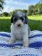Bernedoodle Puppies for sale in Glasgow, KY 42141, USA. price: $450