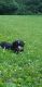 Bernedoodle Puppies for sale in East Earl, PA 17519, USA. price: NA