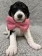 Bernedoodle Puppies for sale in Casa Grande, AZ, USA. price: $2,500