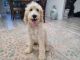 Bernedoodle Puppies for sale in Aberdeen, SD 57401, USA. price: NA