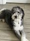 Bernedoodle Puppies for sale in Deltona, FL, USA. price: $500