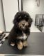 Bernedoodle Puppies for sale in Munster, IN, USA. price: $1,100