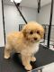 Bernedoodle Puppies for sale in Munster, IN, USA. price: $1,100