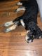 Bernedoodle Puppies for sale in Lennon, MI 48449, USA. price: $300