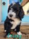 Bernedoodle Puppies for sale in Vernal, UT 84078, USA. price: $850