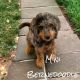 Bernedoodle Puppies for sale in Mt Pleasant, TX 75455, USA. price: $200,000