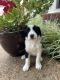 Bernedoodle Puppies for sale in Brighton, TN 38011, USA. price: $2,000